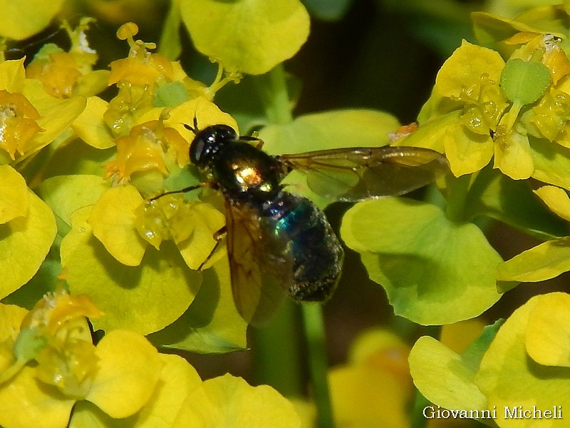 Stratiomyidae: Chloromyia formosa, femmina